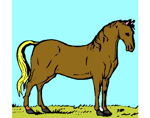 Cavallo dell’Andalusia 