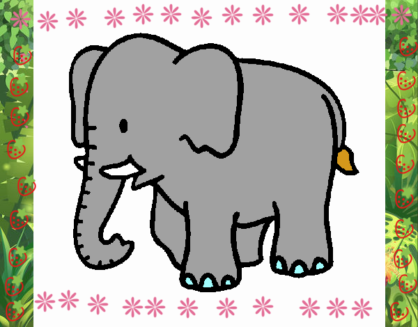 Elefante bebè 