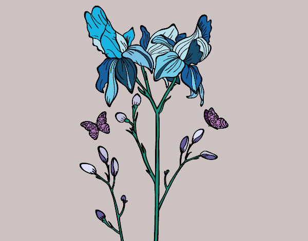 Fiore di Iris