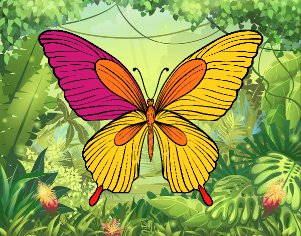 Farfalla tropicale