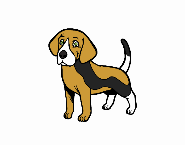 Cane Beagle