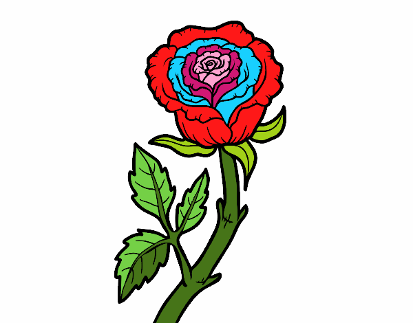 Rosa selvaggia