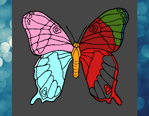 Farfalla 7a