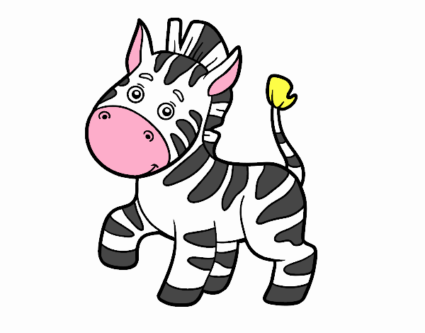 leo zebra