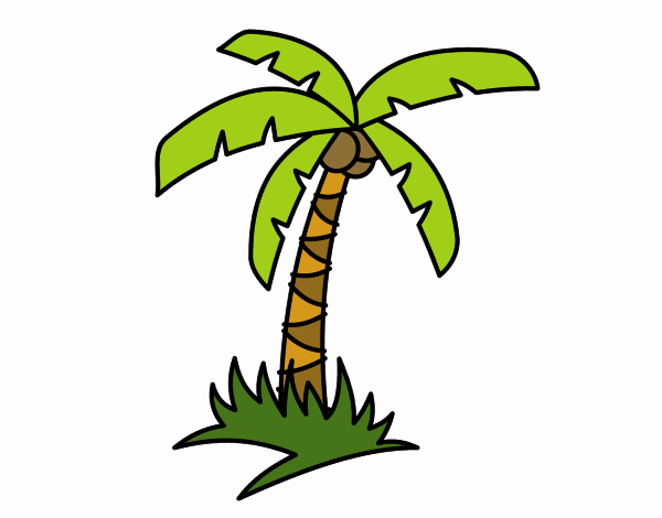 Palma tropicale