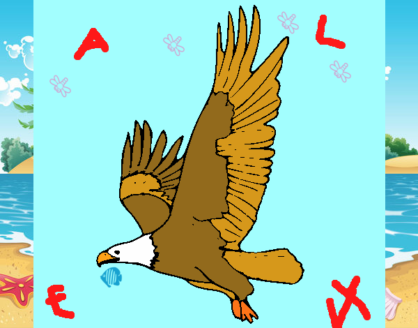 Aquila in volo 