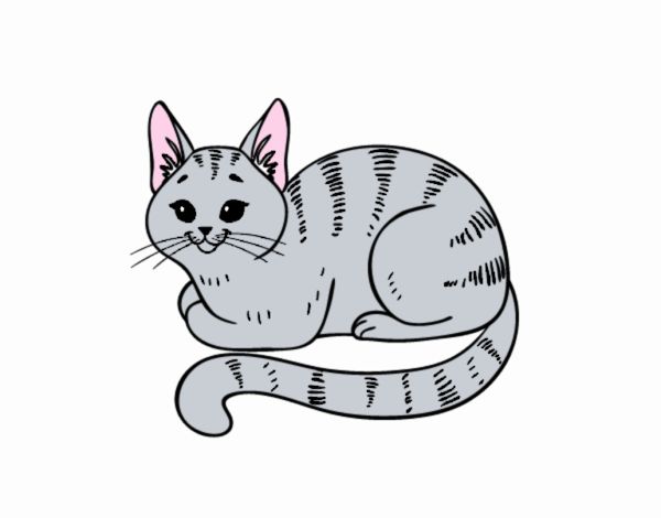 Disegno Giovane gatto pitturato su Yurip