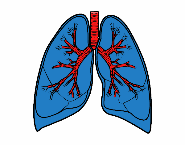 Polmoni e bronchi