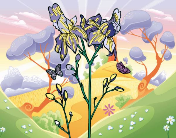 Fiore di Iris