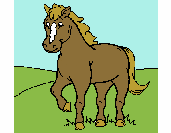 Cavallo 4