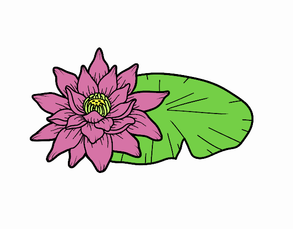 Una fiore di loto