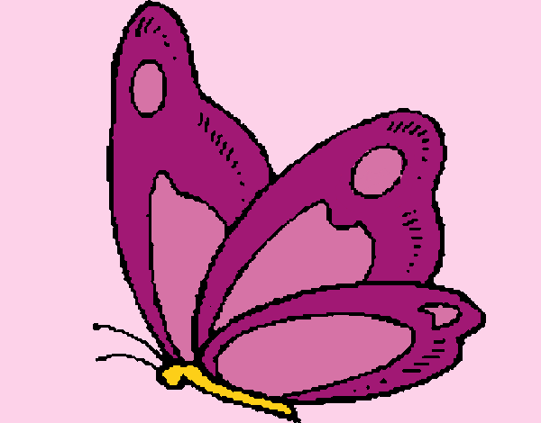 Farfalla 14