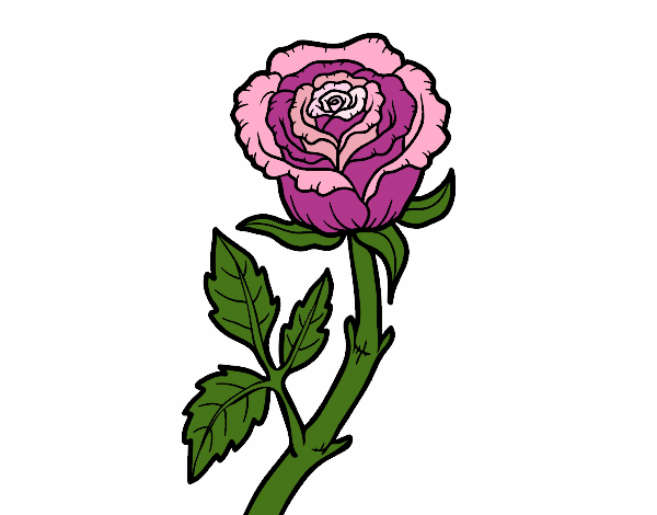 Rosa selvaggia