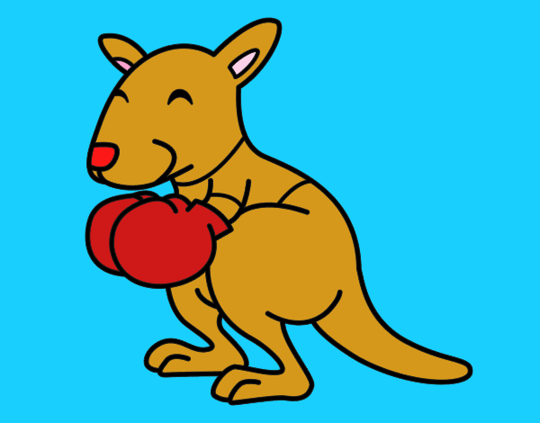 Boxing canguro
