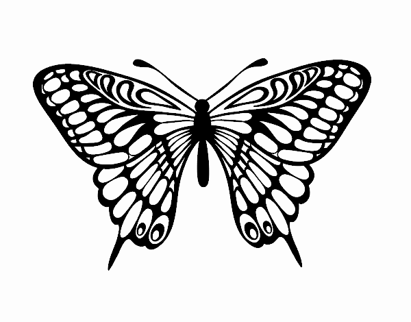 Farfalla grande mormone