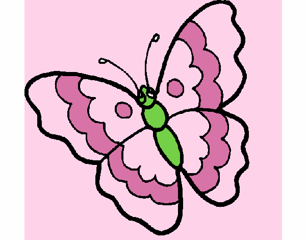 Farfalla 13
