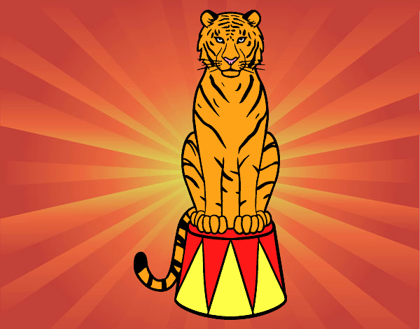 Tiger di circo