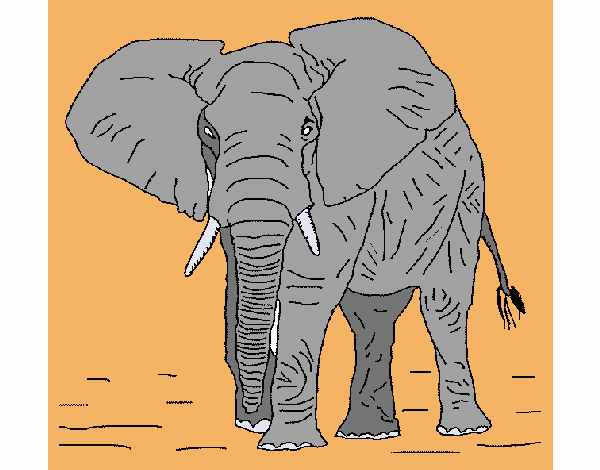 Elefante  1