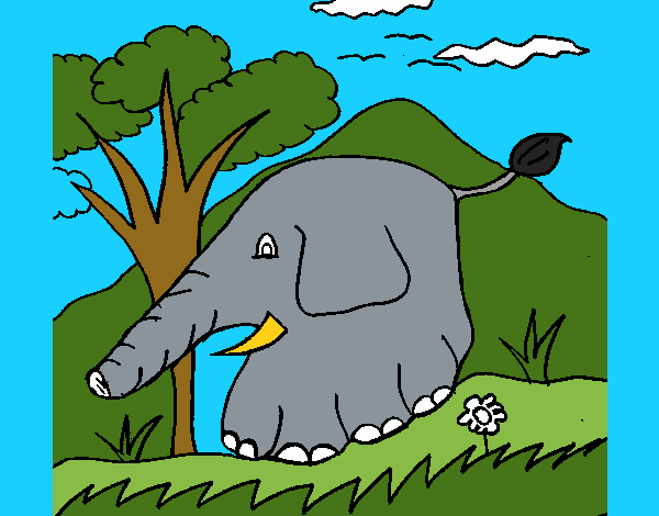 Elefante  5