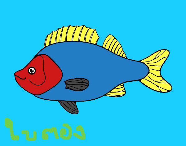Pesce persico
