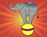 Elefante funambolo 