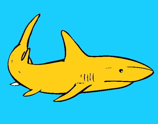 Un squalo nuoto