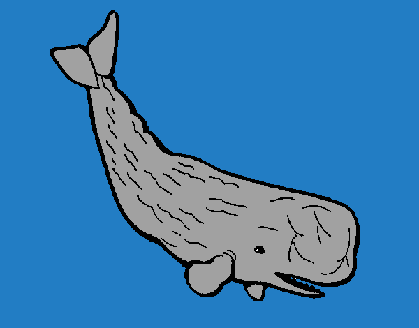 Balena enorme 