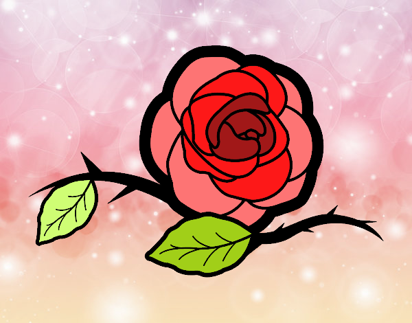 Una bella rosa