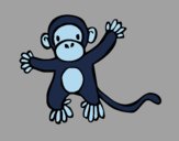 Scimmietta 1