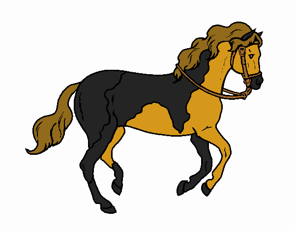 il cavallo speciale