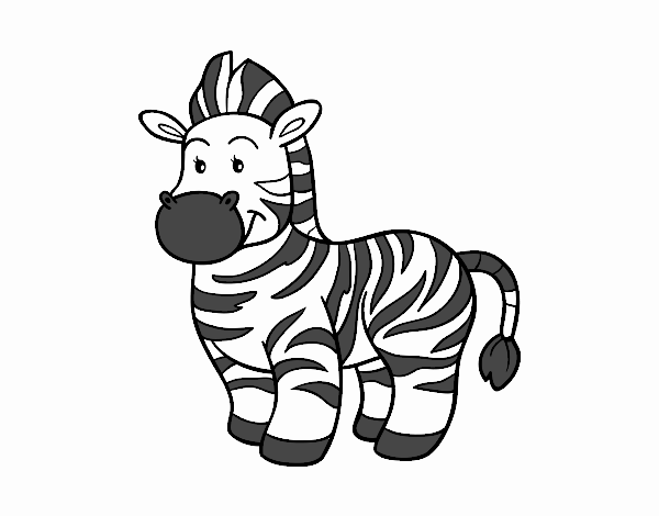 La  zebra