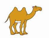 Cammello africano