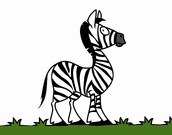 Zebra africana