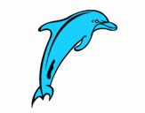 Adult delfino