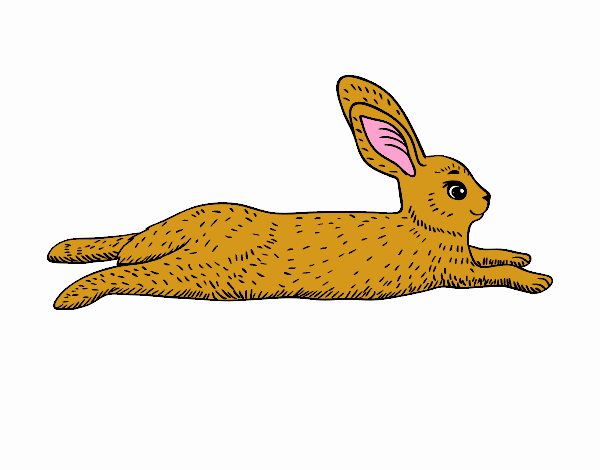il coniglio