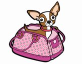 Chihuahua viaggio