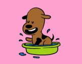 Un cagnolino nella vasca da bagno