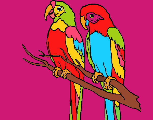 pappagalli variopinti