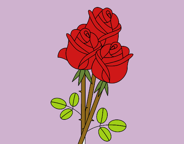 Le   rose