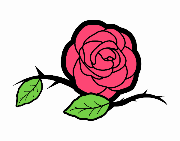 La   rosa