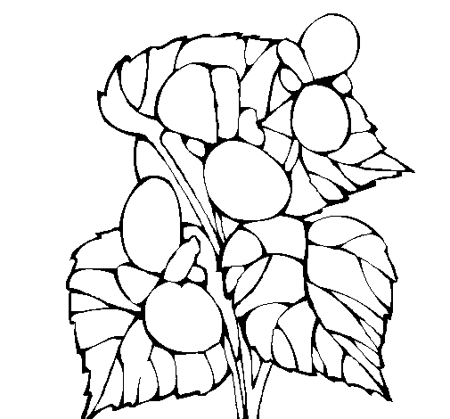 Disegno di Begonia  da Colorare