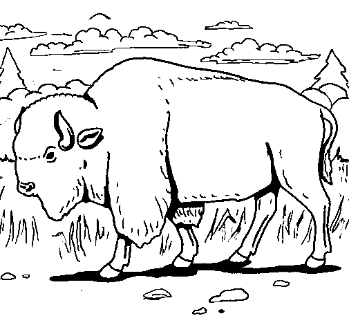 Disegno di Bufalo  da Colorare