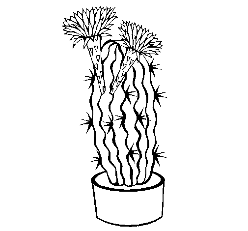Disegno di Cactus fioriti da Colorare