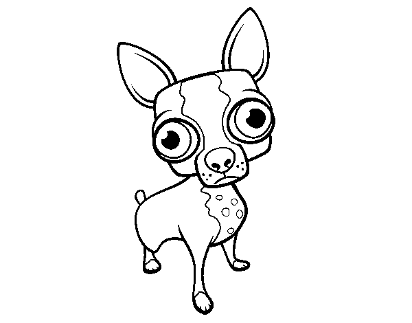 Disegno di Chihuahua da Colorare
