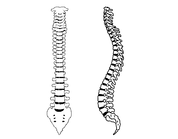 Disegno di Colonna vertebrale da Colorare