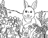 Disegno di Coniglio in campagna da colorare