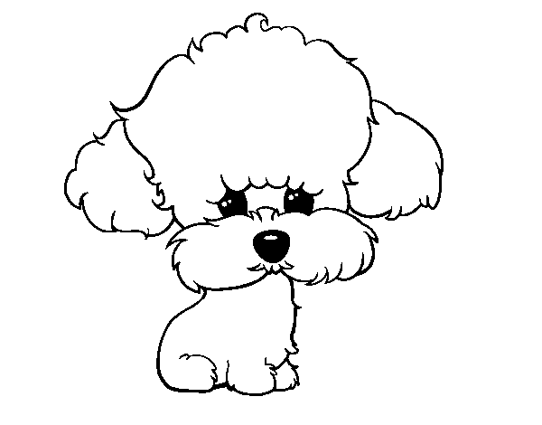 Disegno di Cucciolo di poodle da Colorare