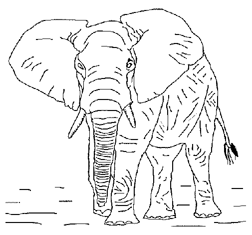 Disegno di Elefante  1 da Colorare