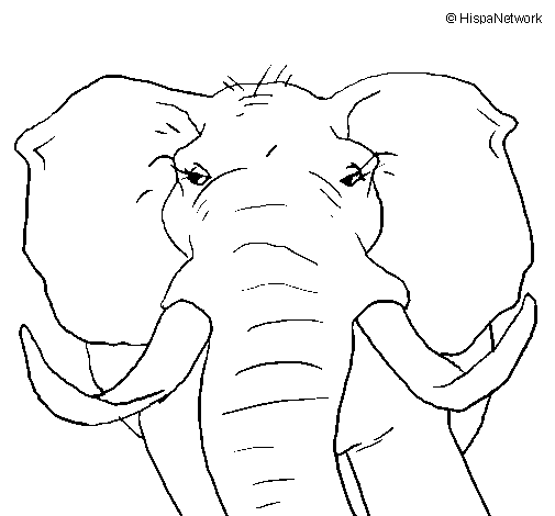 Disegno di Elefante africano da Colorare