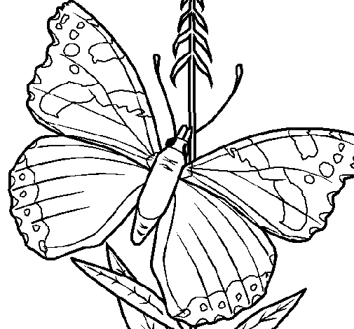 Disegno di Farfalla 5a da Colorare